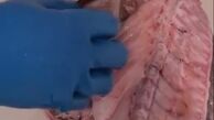 ویدئویی دلخراش برای دوستداران حیوانات !