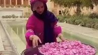شبنم قلی خانی در گلاب گیری کاشان