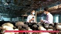  یک کارآفرینی پرسود با پرورش قارچ + روش
