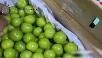 گوجه سبز نوبر دانه ای 200 هزار تومان !